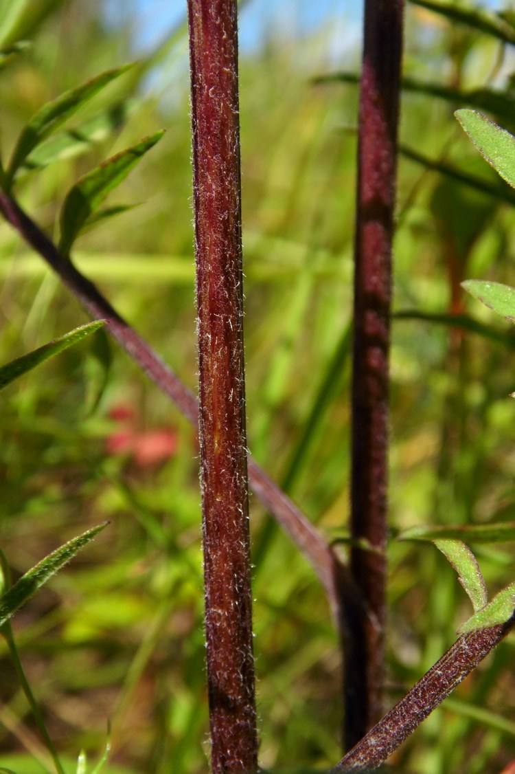 Image of Centaurea scabiosa specimen.