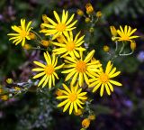 Senecio jacobaea. Соцветия. Владимирская обл., Ковровский р-н, окр. дер. Митино, лесная вырубка. 04.07.2015.
