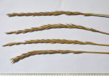 Agropyron fragile