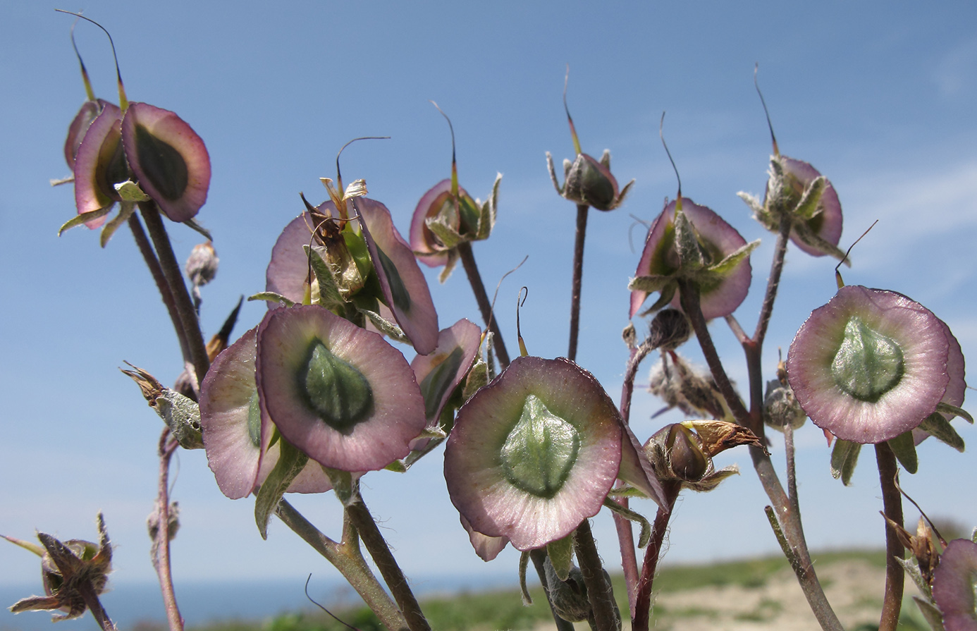 Изображение особи Rindera tetraspis.