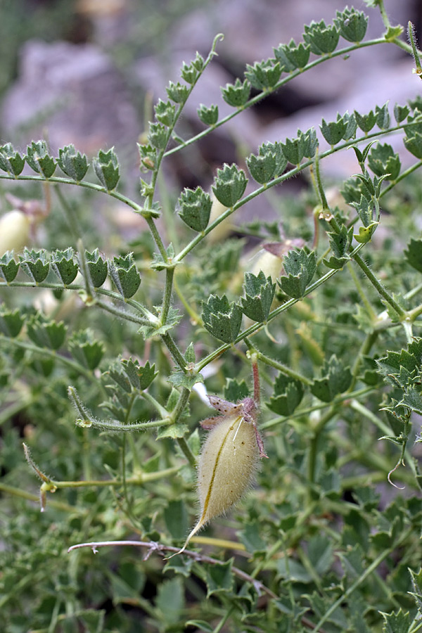 Image of Cicer flexuosum specimen.