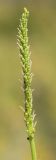 Plantago cornuti