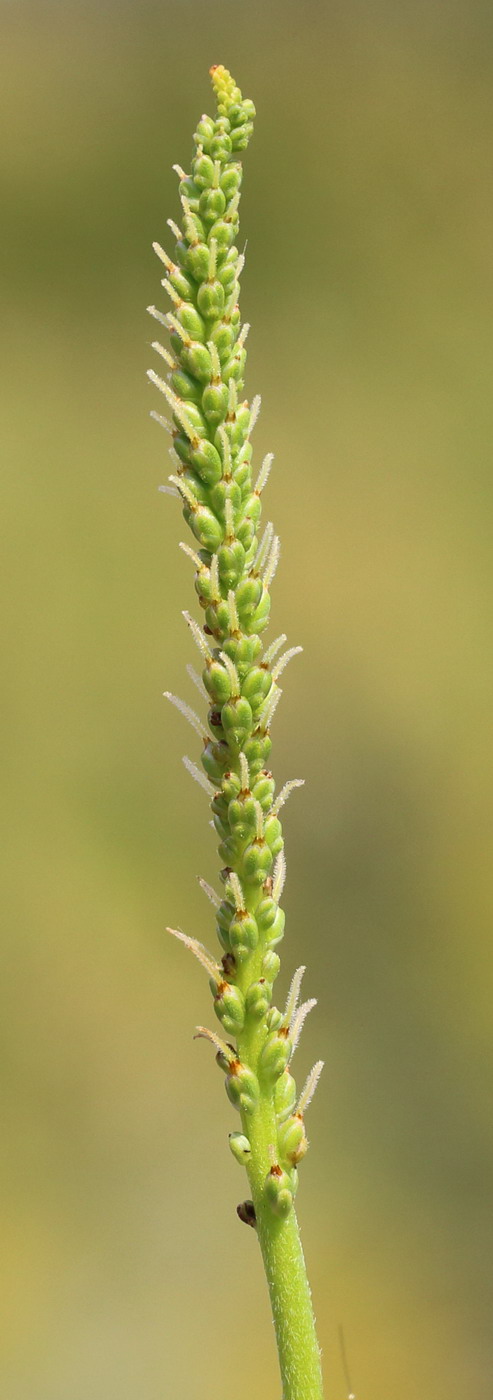 Image of Plantago cornuti specimen.