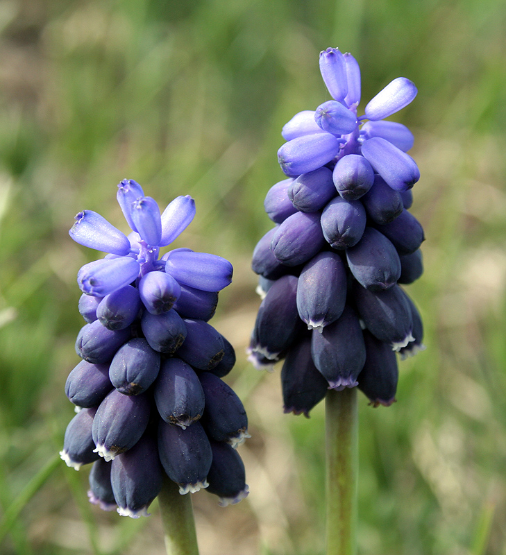 Image of Muscari neglectum specimen.