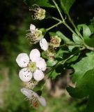 Crataegus monogyna. Часть соцветия с цветущими и отцветшими цветками. Ростовская обл., Азовский р-н, Александровский лес, на обочине лесной дороги. 21.05.2015.