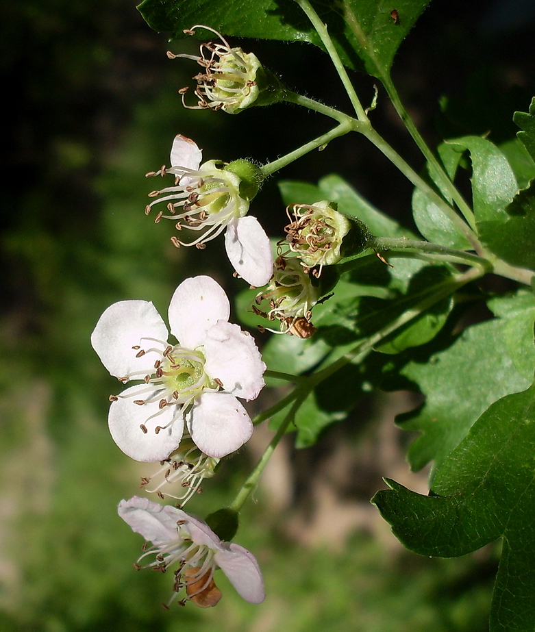 Изображение особи Crataegus monogyna.