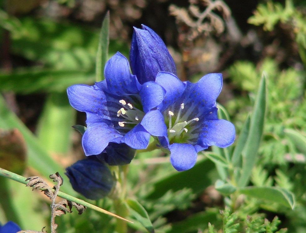 Image of Gentiana decumbens specimen.