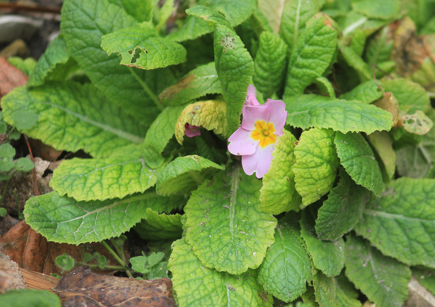 Image of Primula vulgaris specimen.