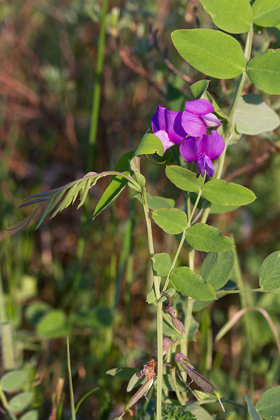 Изображение особи Lathyrus humilis.