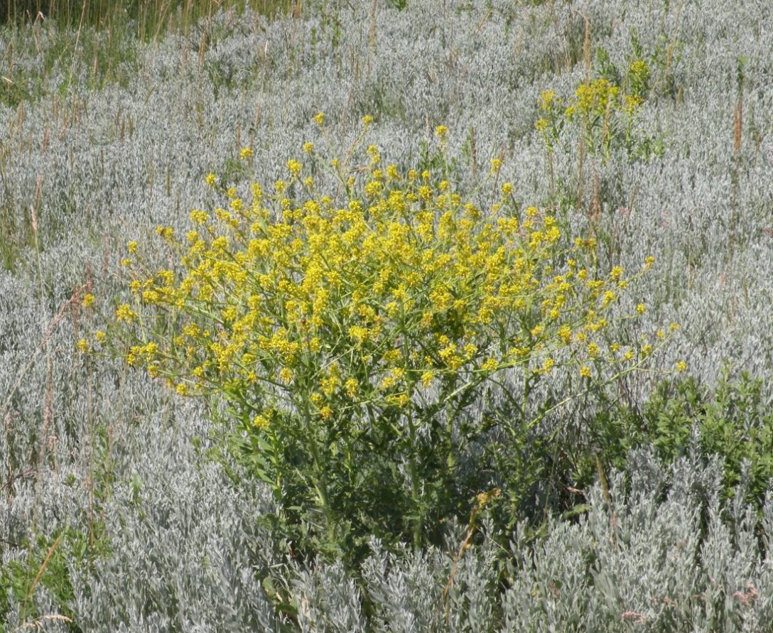 Изображение особи Rapistrum perenne.