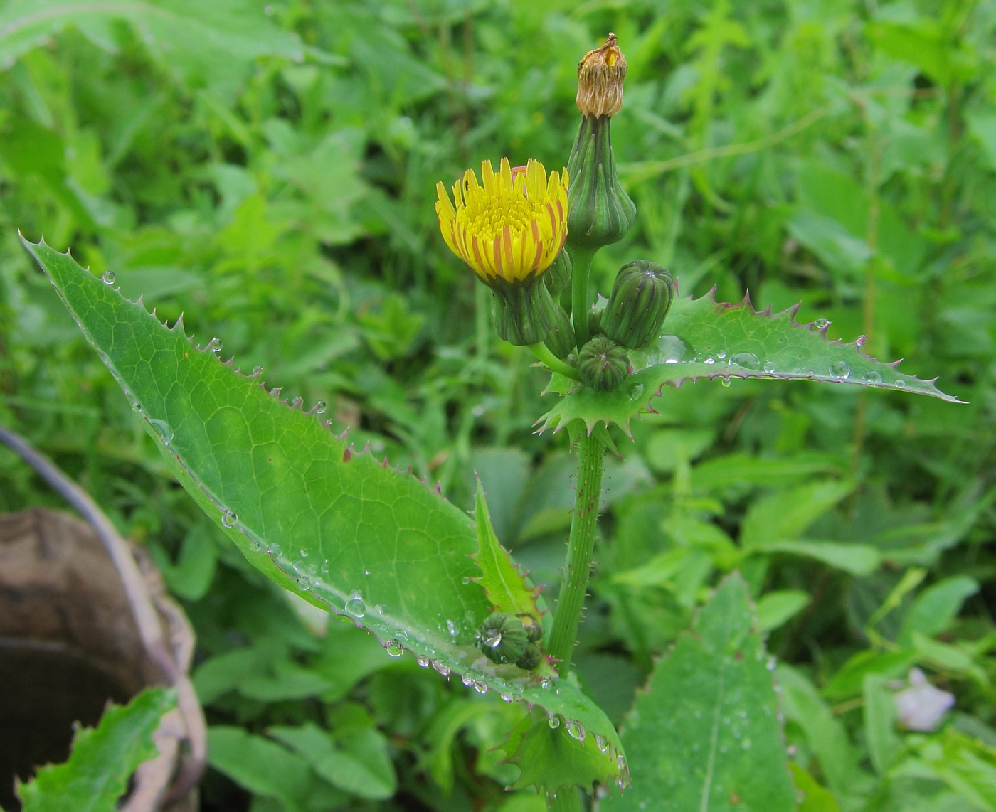 Image of Sonchus asper specimen.