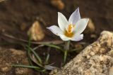 Crocus laevigatus