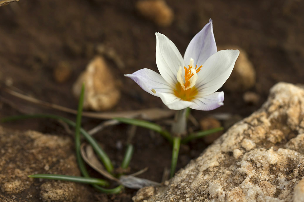 Изображение особи Crocus laevigatus.