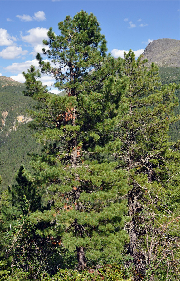 Image of Pinus sibirica specimen.