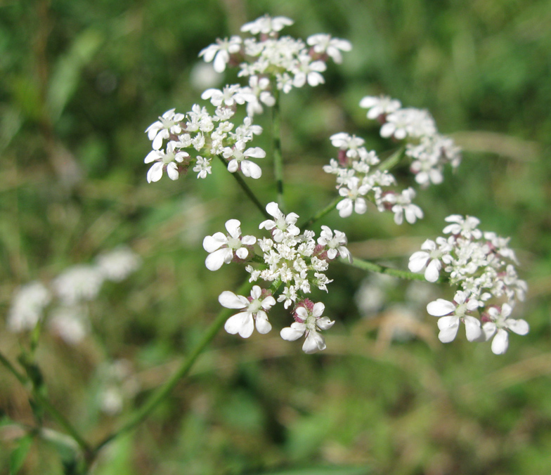 Image of Torilis arvensis specimen.