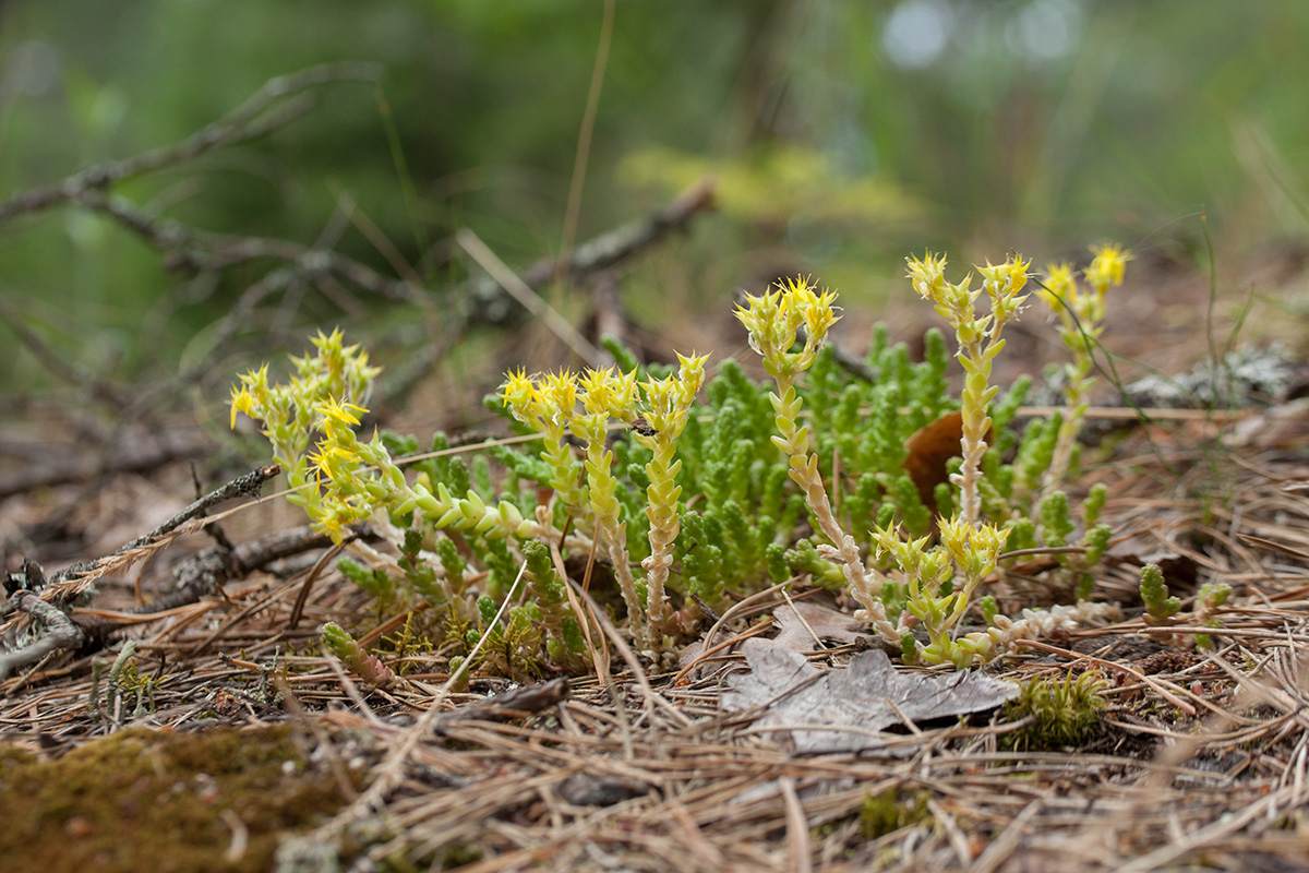 Image of Sedum acre specimen.