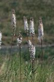 Eremurus tianschanicus. Верхушки цветущих растений. Цветущие растения. Южный Казахстан, Сырдарьинский Каратау, р-н перевала Куюк. 20.06.2015.