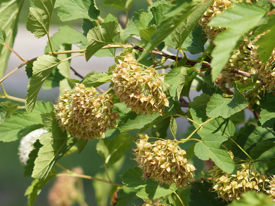 Image of Physocarpus opulifolius specimen.