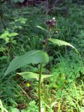 Crepis sibirica. Верхушка растения с нераспустившимися соцветиями. Свердловская обл., окр. г. Североуральск, р-н скал Грюнвальдта, сосново-еловый лес, тропинка. 19.06.2015.