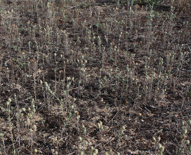 Изображение особи Plantago arenaria.