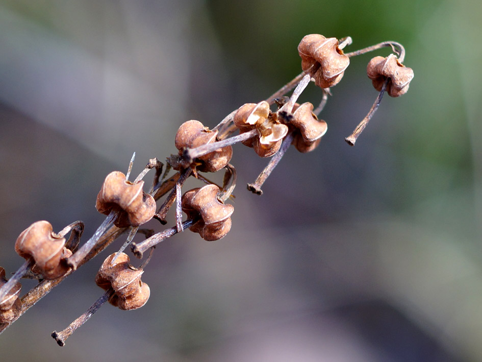 Изображение особи Orthilia secunda.