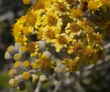 Senecio cineraria. Часть соцветия. Италия, Саленто, к юго-востоку от г. Отранто, высокий берег моря, обочина грунтовой дороги. 11.06.2014.