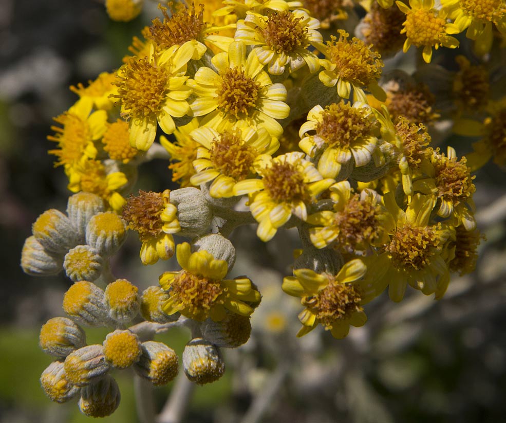 Изображение особи Senecio cineraria.