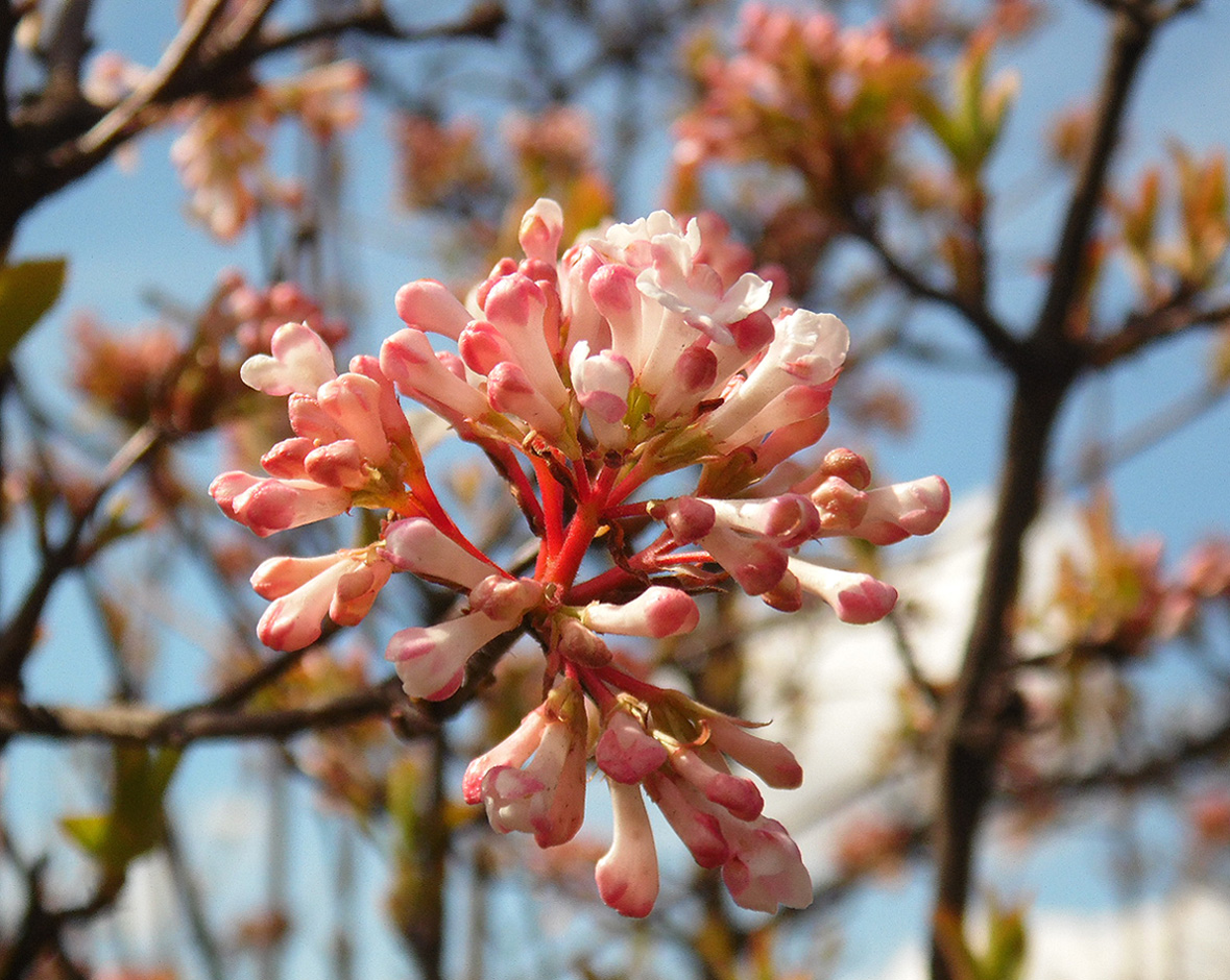 Image of Viburnum farreri specimen.