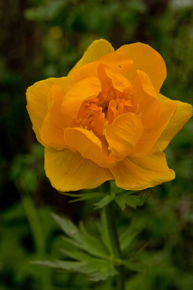 Image of Trollius asiaticus specimen.