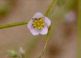 Polycarpaea robbairea