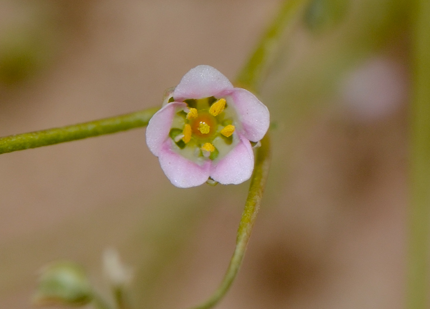 Image of Polycarpaea robbairea specimen.