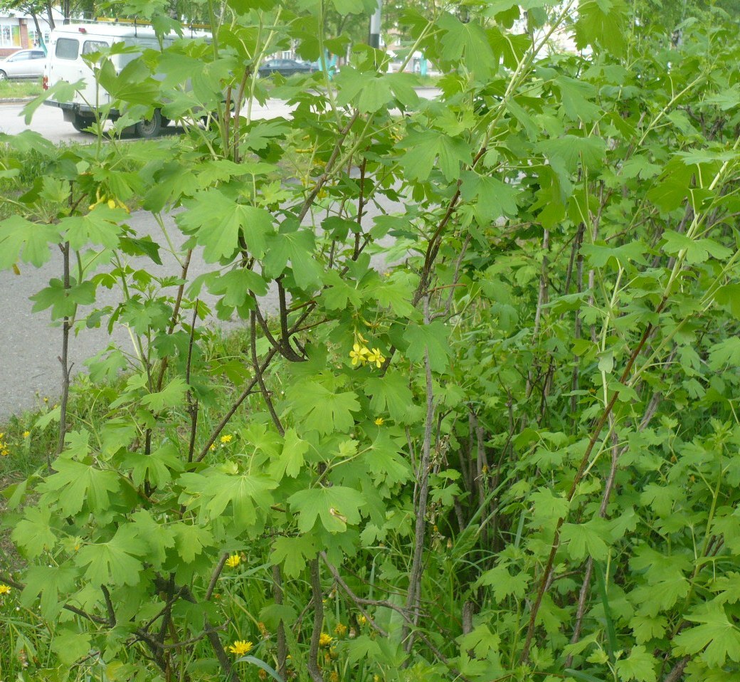 Image of Ribes aureum specimen.