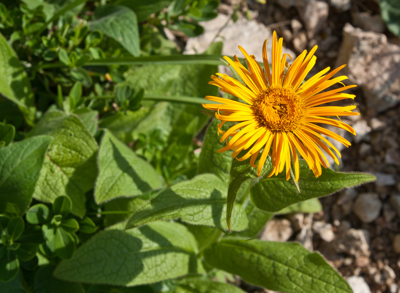 Изображение особи Inula grandiflora.