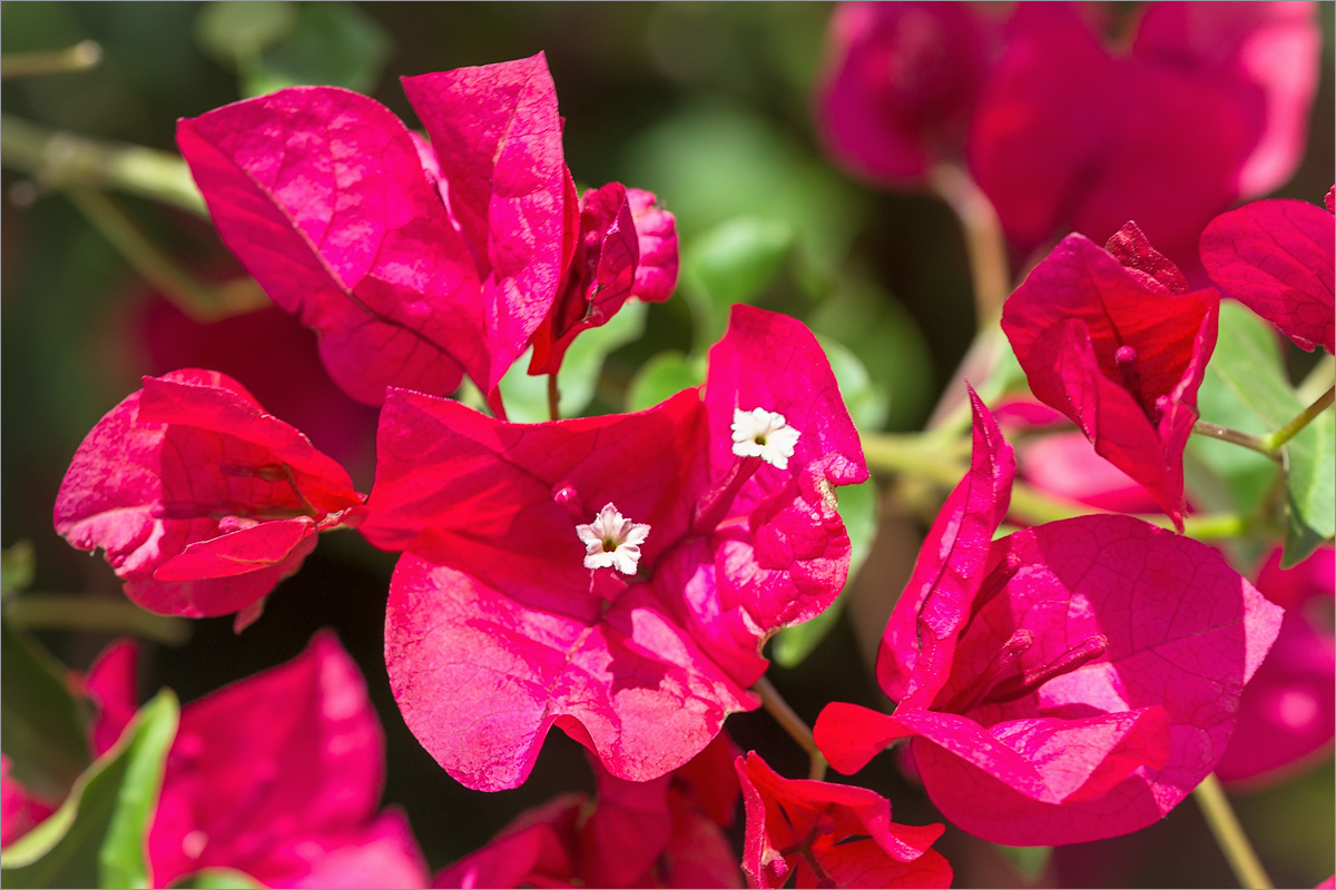 Изображение особи род Bougainvillea.