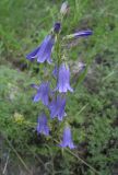 Campanula sibirica. Соцветие. Белгородская обл., Губкинский р-н, запов. «Белогорье», Ямская степь. 14 июня 2009 г.