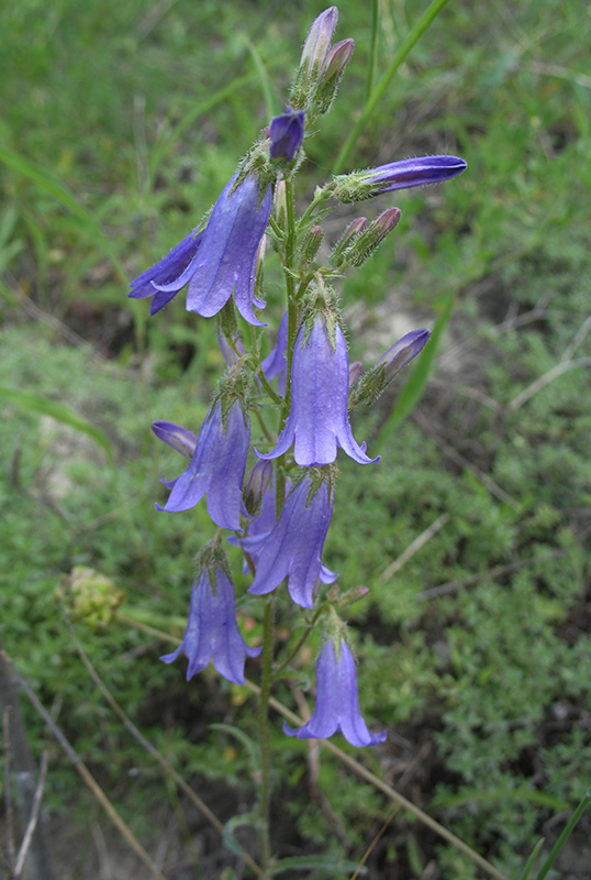Image of Campanula sibirica specimen.