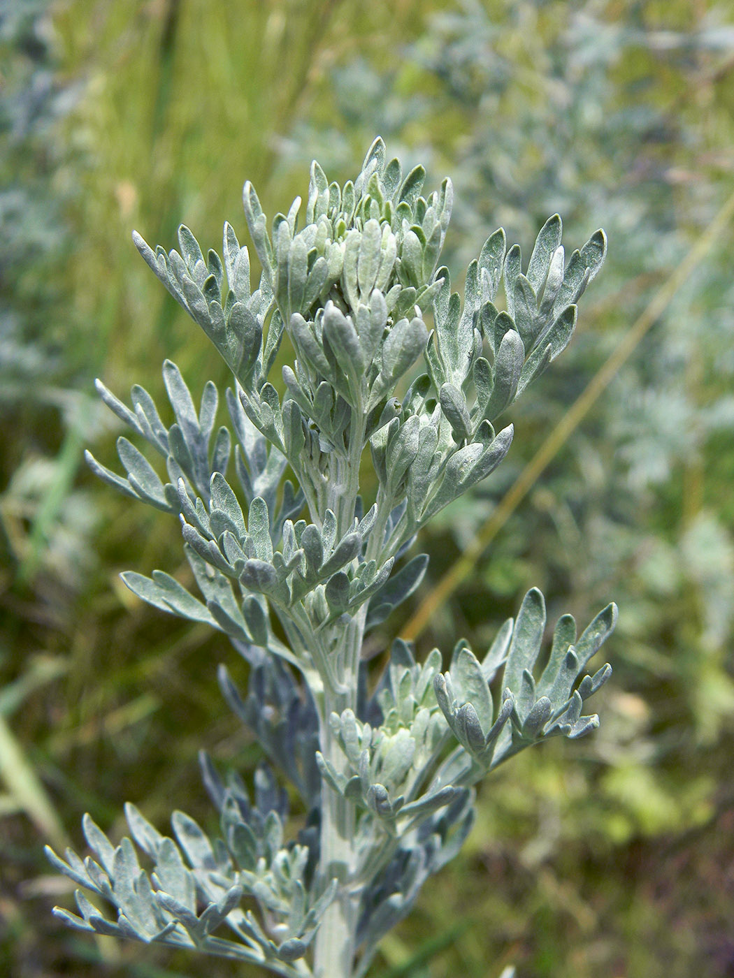 Изображение особи Artemisia absinthium.