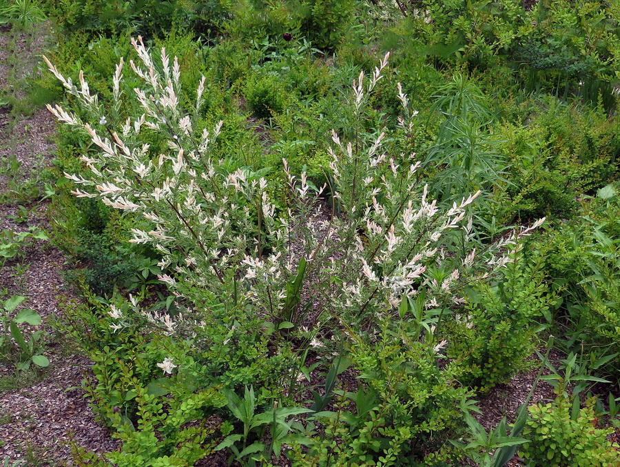 Image of Salix integra specimen.