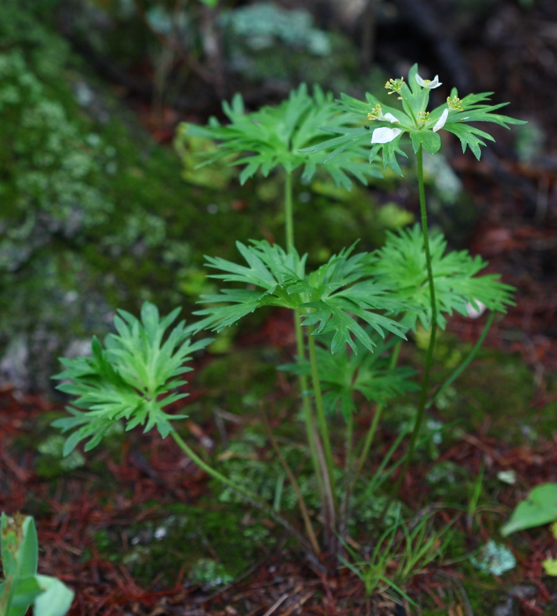 Изображение особи Anemonastrum brevipedunculatum.