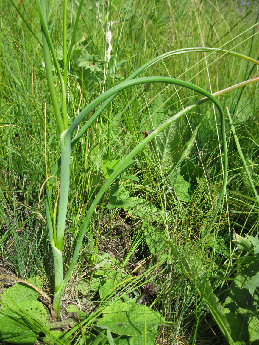 Image of Allium sphaerocephalon specimen.