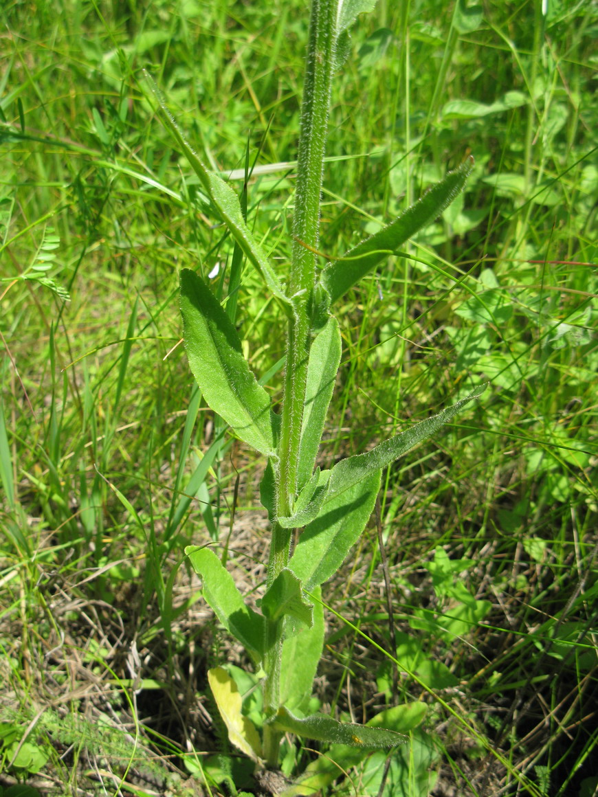 Image of Campanula rapunculus specimen.