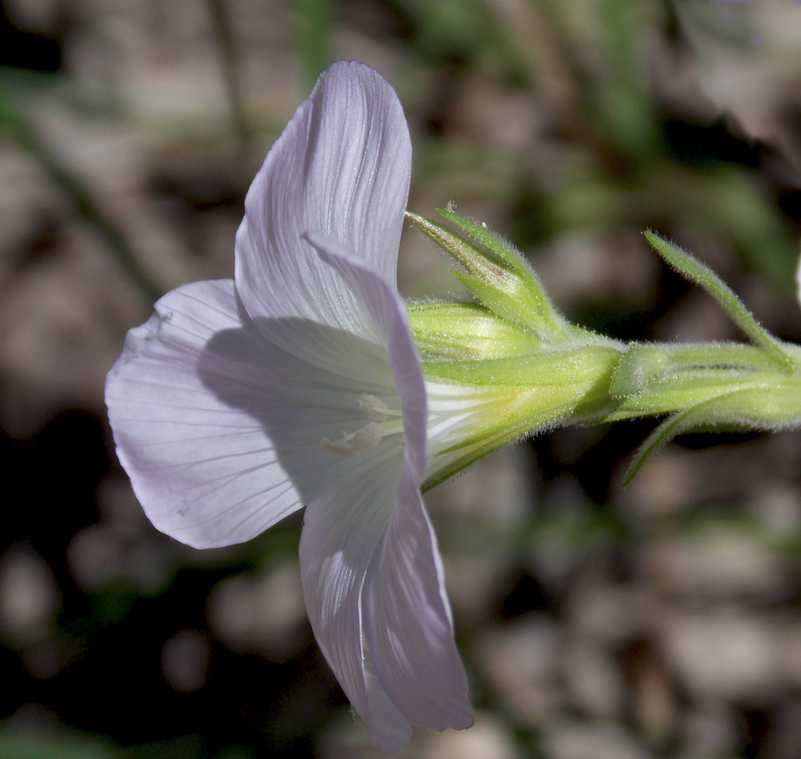 Изображение особи Linum lanuginosum.