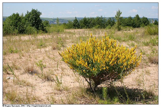 Изображение особи Genista tinctoria.