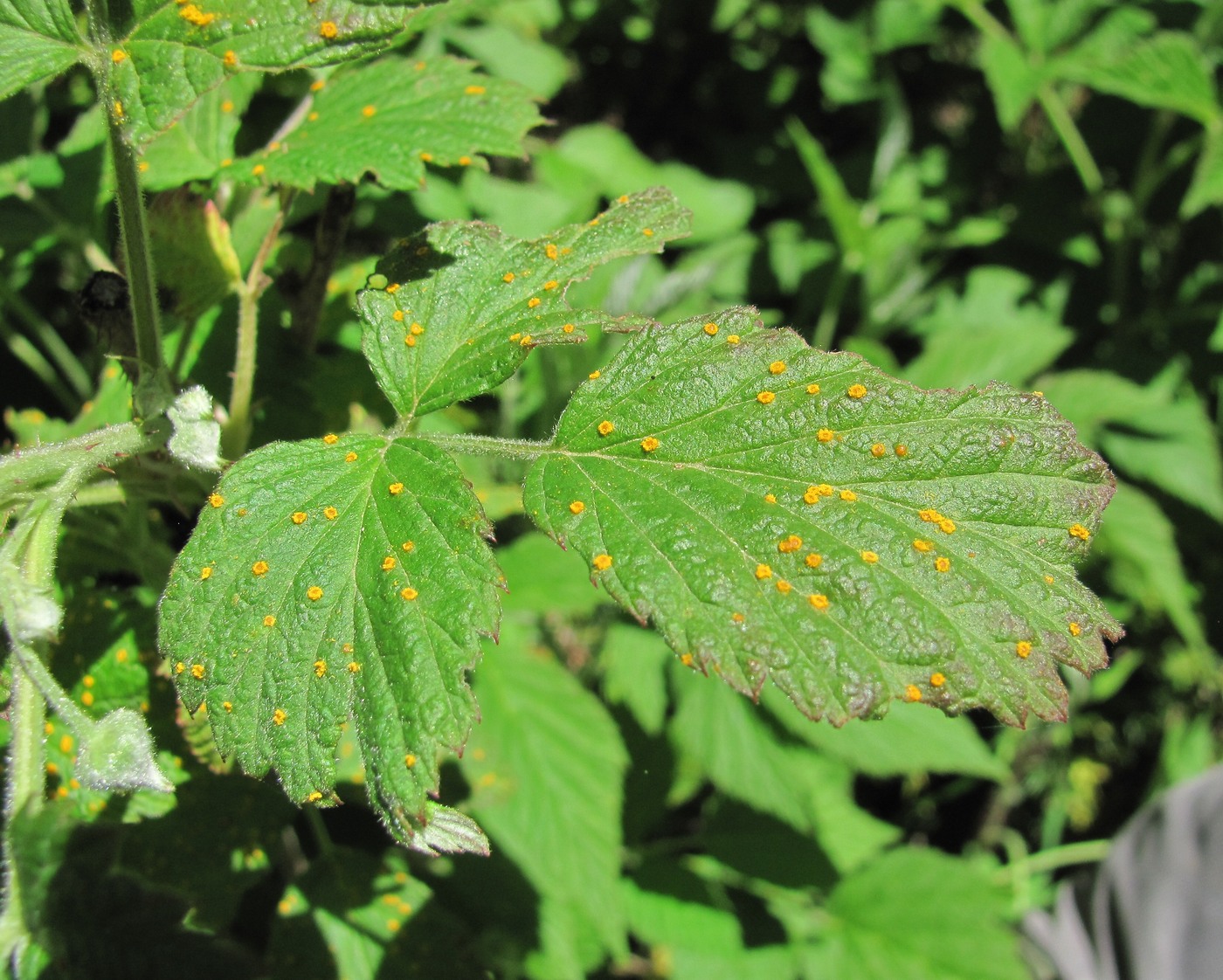 Изображение особи Rubus idaeus.