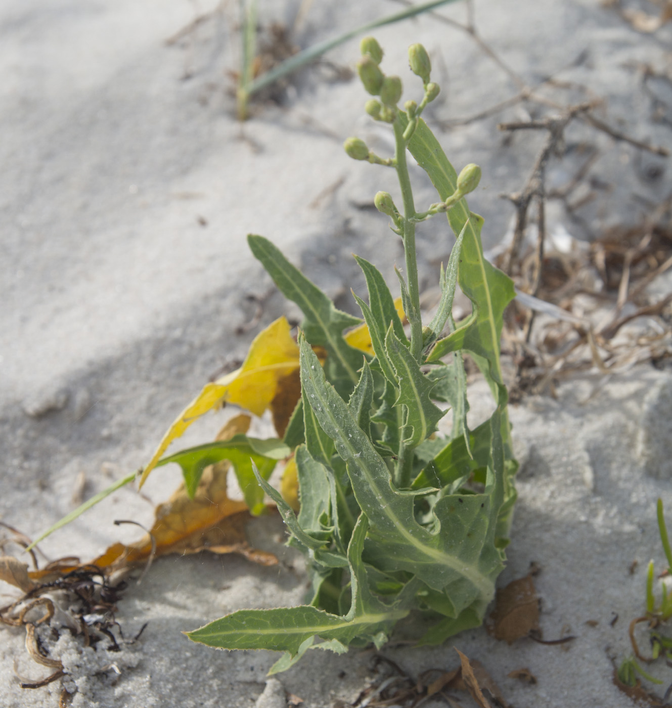 Image of Lactuca tatarica specimen.