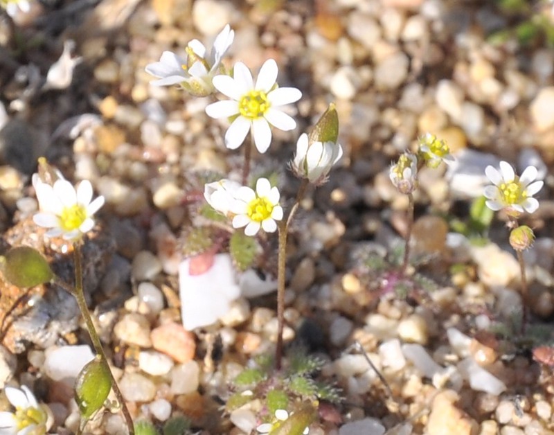 Изображение особи Erophila praecox.