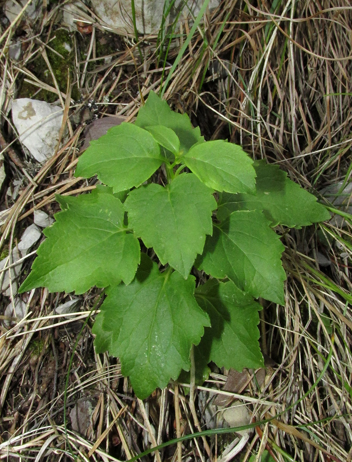 Image of Adenophora taurica specimen.