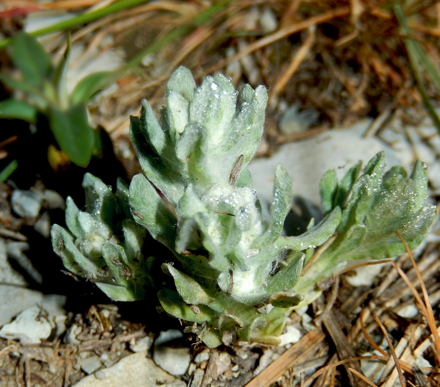 Image of Bombycilaena erecta specimen.