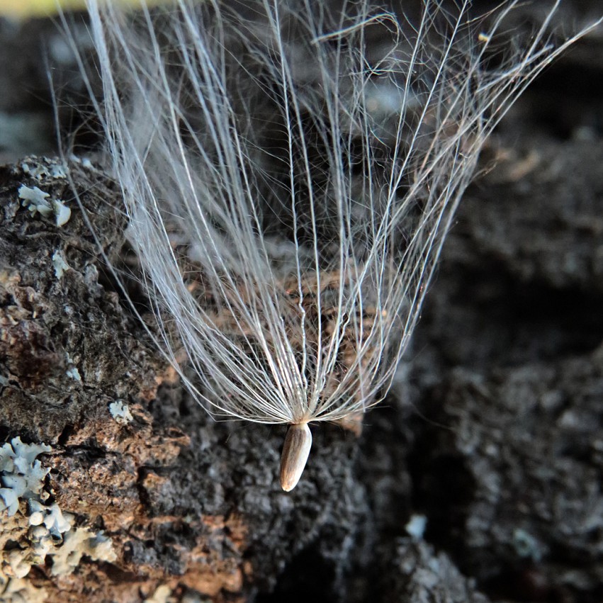 Изображение особи Carduus acanthoides.