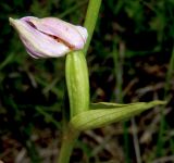 Ophrys apifera